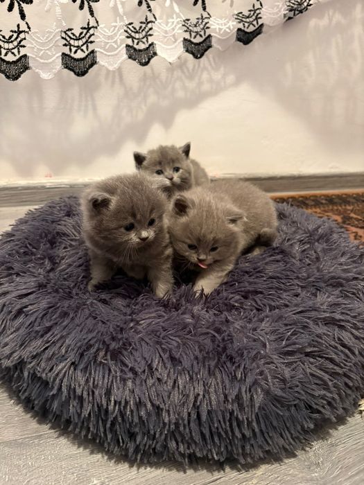 British shorthair blue