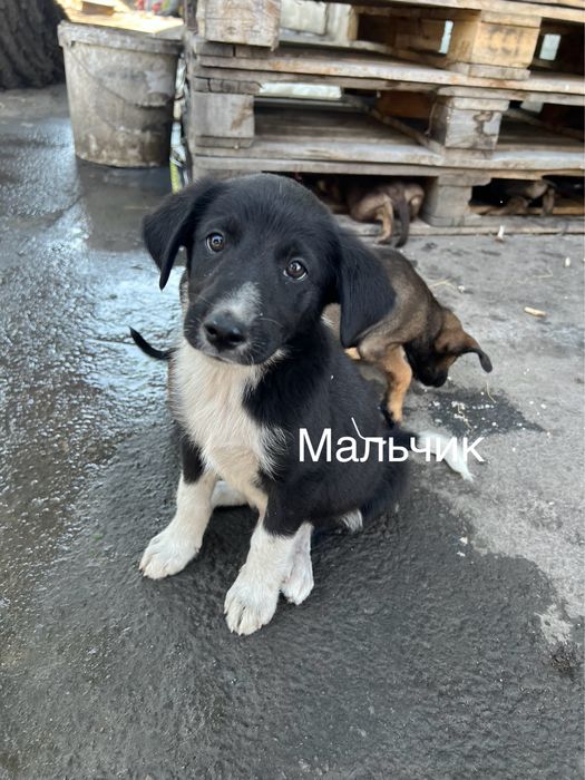 Отдам Щенят в добрые руки