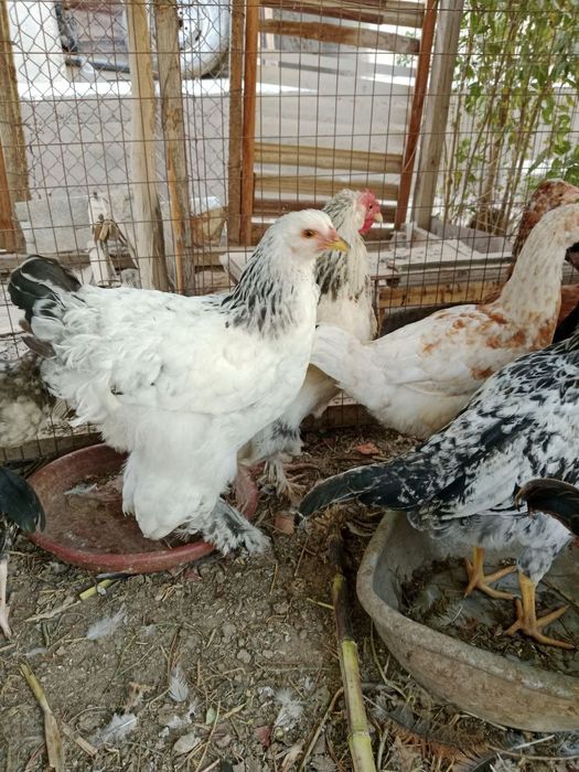 Brama tovuqlar sotiladi