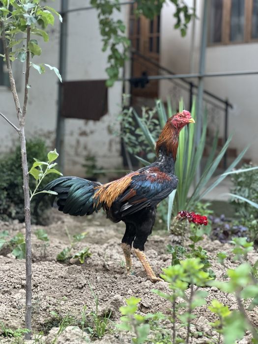 Dakan horoz tuxumiga zakas olaman