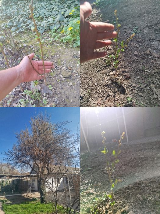 Саженцы Алычи домашней