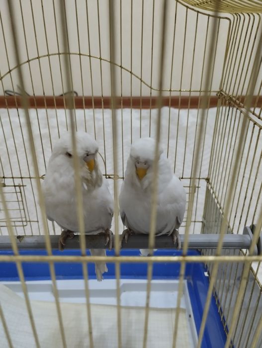 Попугаи Андуки самец и самка