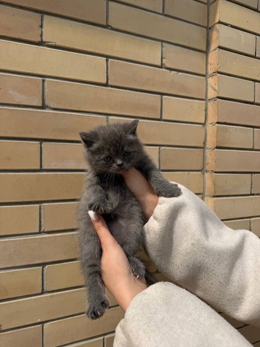 Продаются котята скоттиш фолд ,страйт