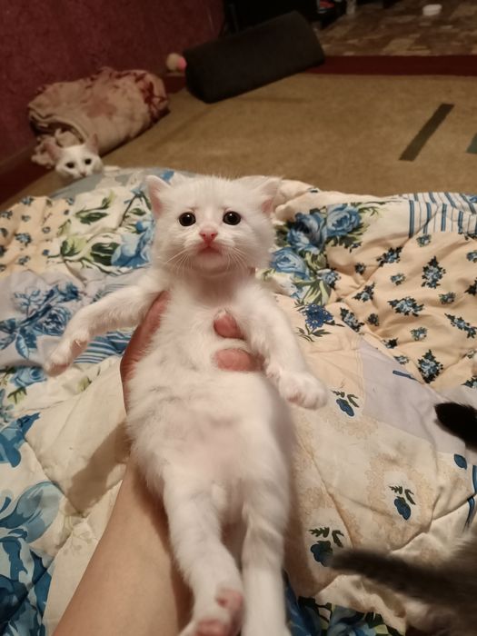Добрые руки котенки
