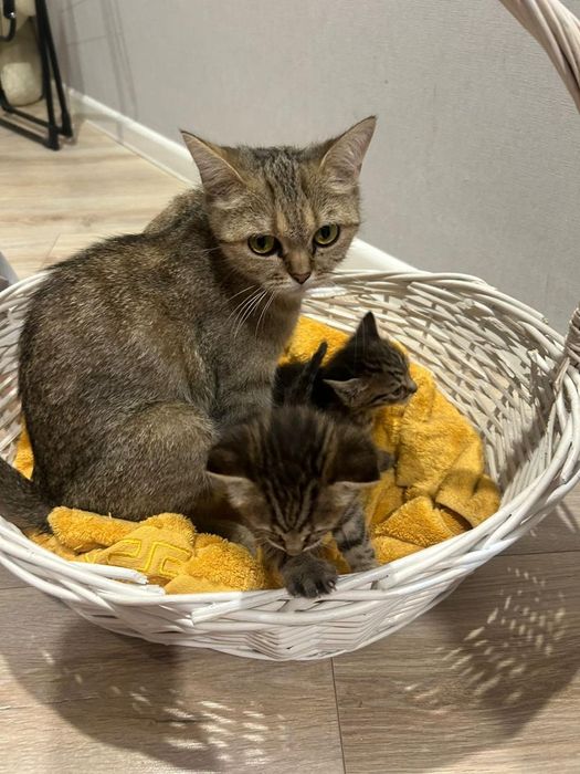 Срочно отдам котят