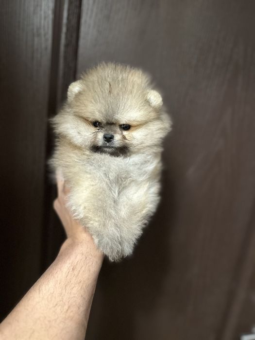 Мини Померан.