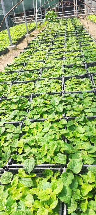 Pavloniya sifatli va hamyon bop pavloniya ko'chatlariz bornarhlarda