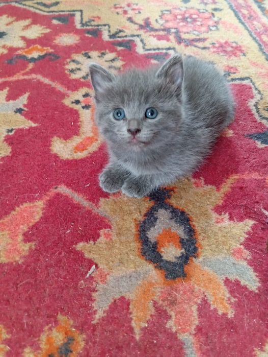 Продам котят британский