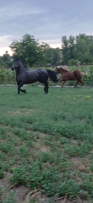 De vânzare iapă friz de 5 ani. Perfect sănătoasă. Gestantă în 4 luni.