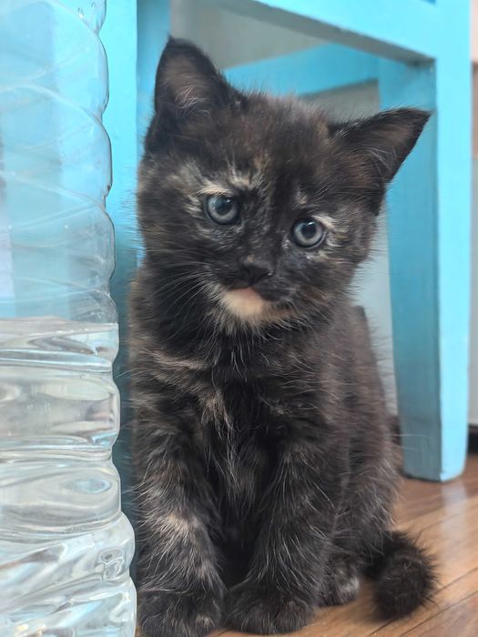 Отдам котёнка бесплатно