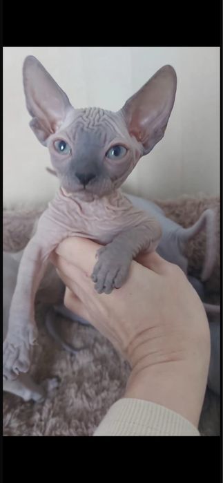 Котята породы Канадский Сфинкс