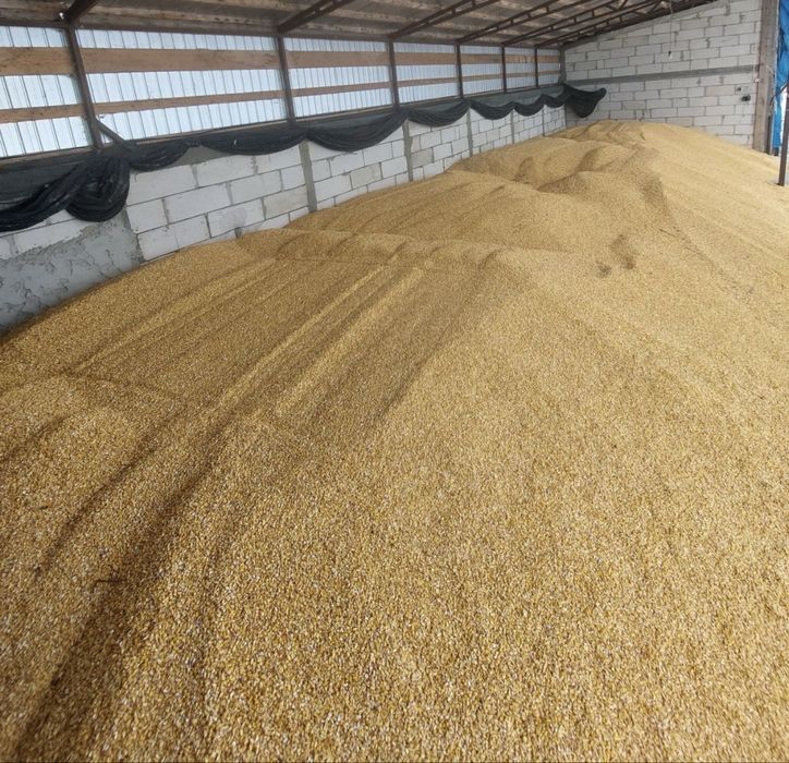 Porumb  la producator