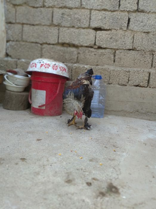 Xoroz brama sotiladi