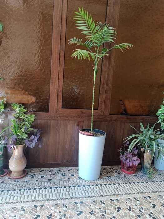 Гуллар. Хонаки гуллар сотилади арзонга