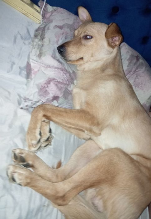 Отдам собаку в добрые руки