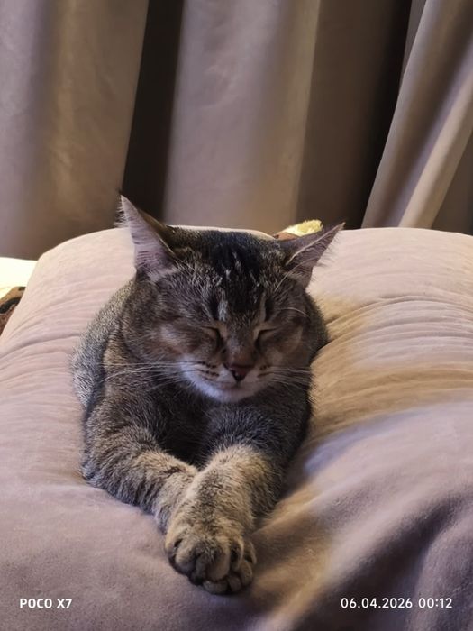 Бесплатно, в добрые руки.