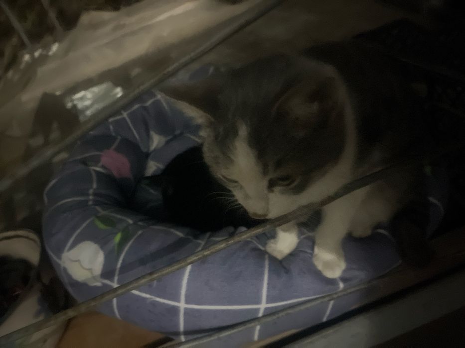 Отдам даром ласкового котенка