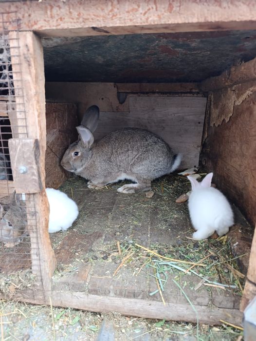 Продам маленьких крольчат