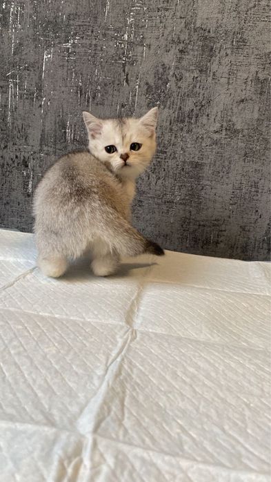 Шиншилла малыши серебро