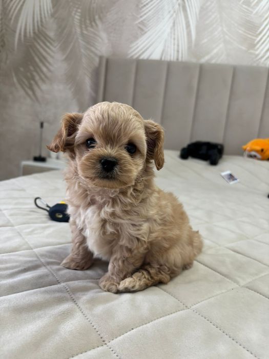 150000 продам щенков породы чипу