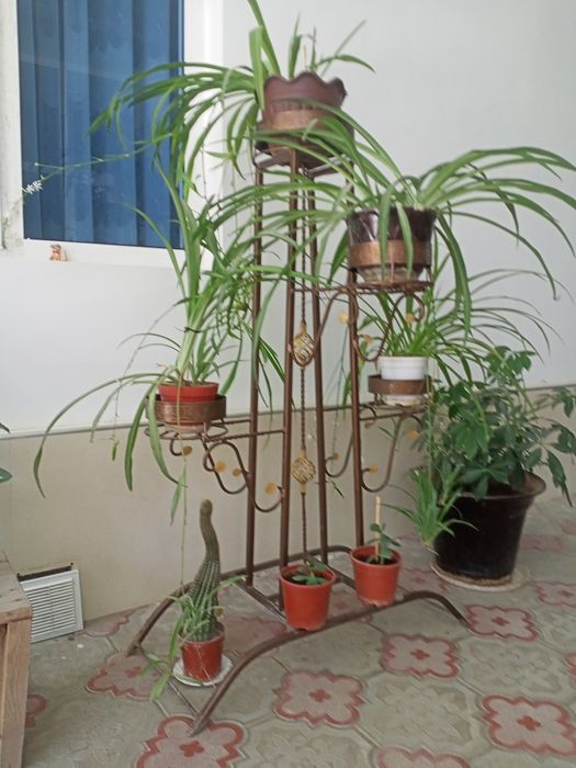 Гулдонлар Кул мехнати