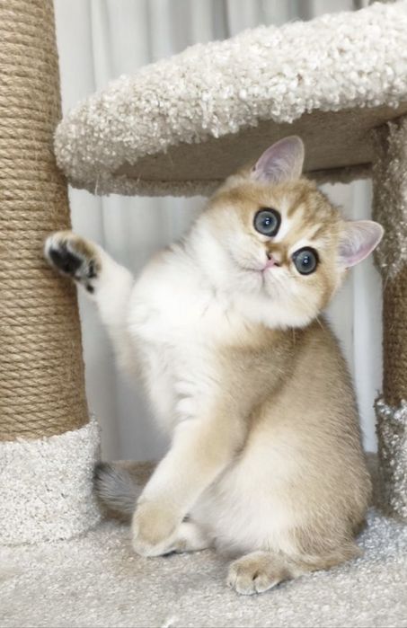 Элитные котята из питомника