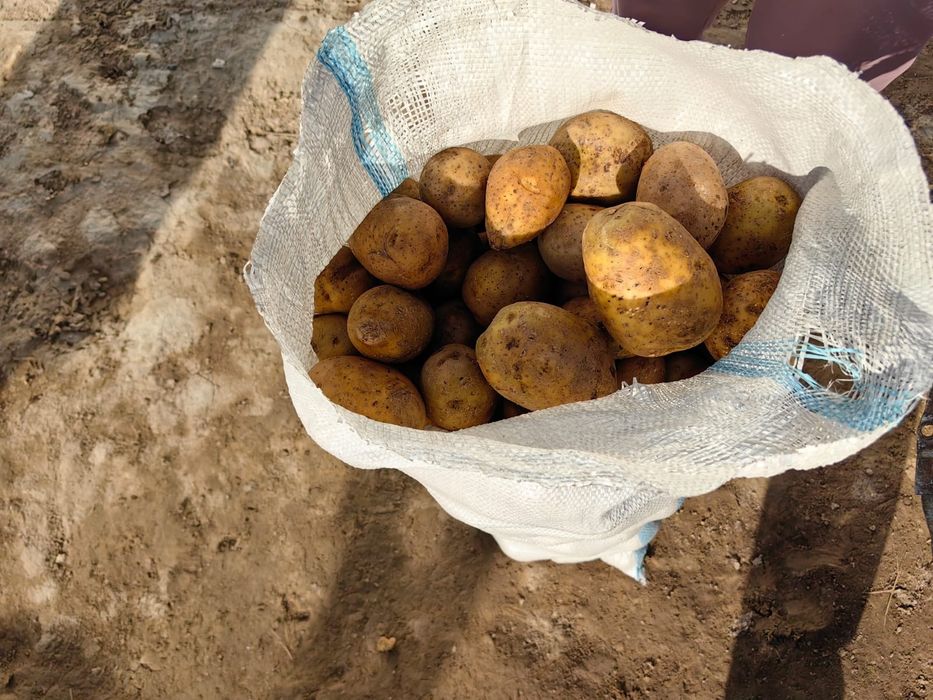 Картофель Павлодарский оптом