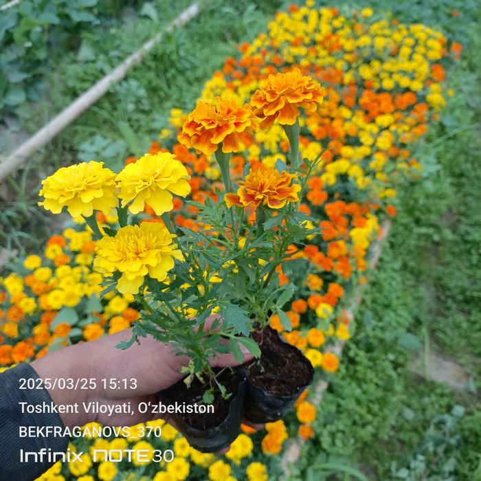 Трасса учун гуллар