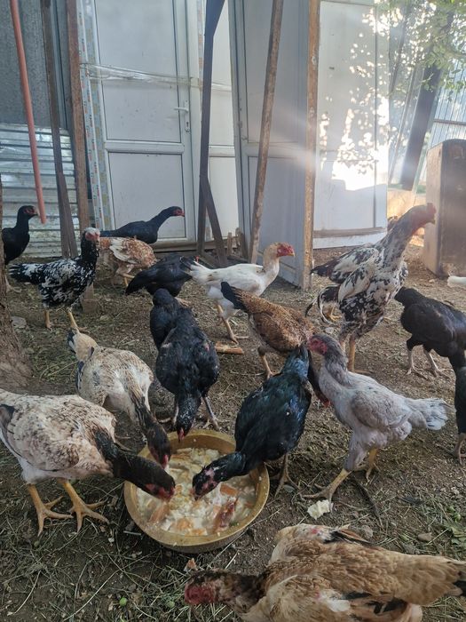Куры и петухи продам