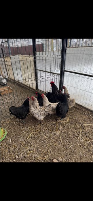 Oua australorp pentru incubatie