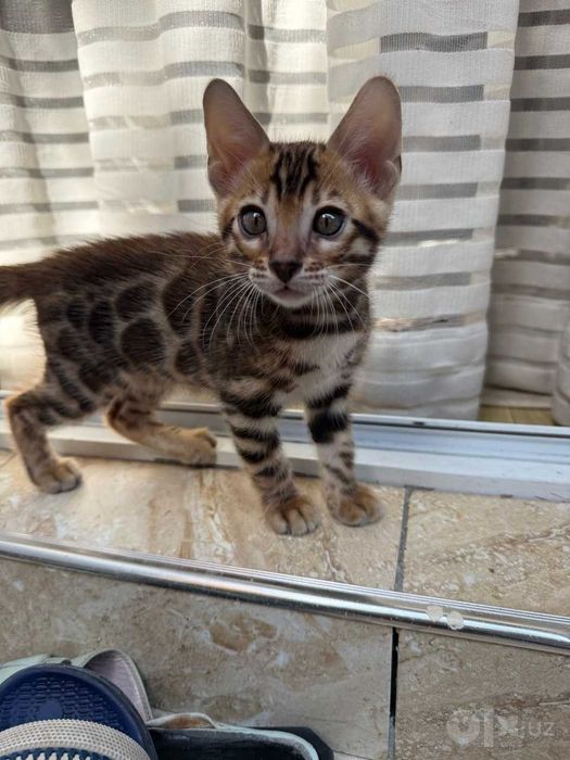 Чистокровные бенгальские котята