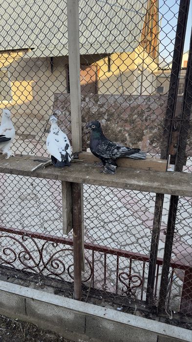 Продаются Бойные голуби