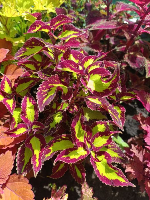 Продам цветы , колиусы , срез 500 тг