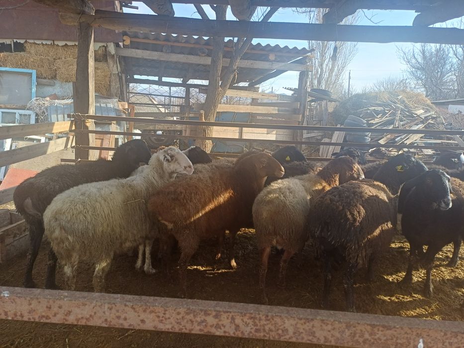 Семіз қысыр саулықтар сатылады.