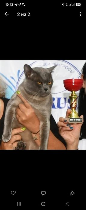 Котята Европейская Бурма