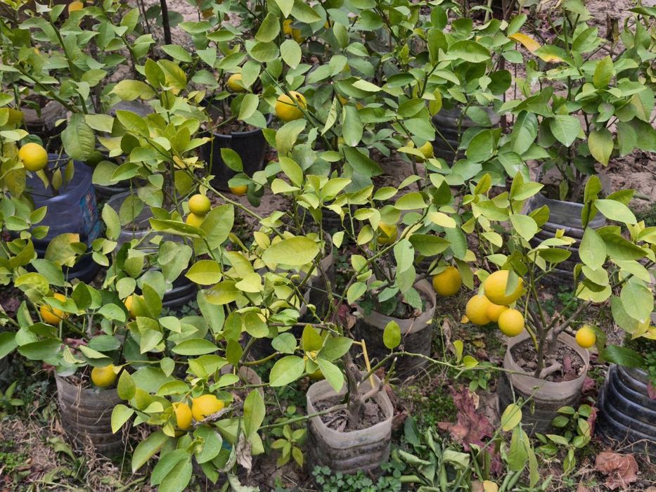 Лимон кучатлари, саженцы лимона