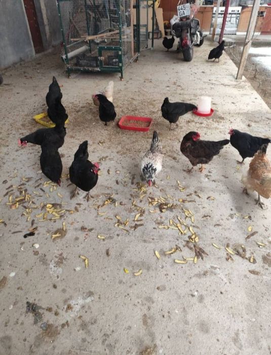 Товук хурозла сотилади