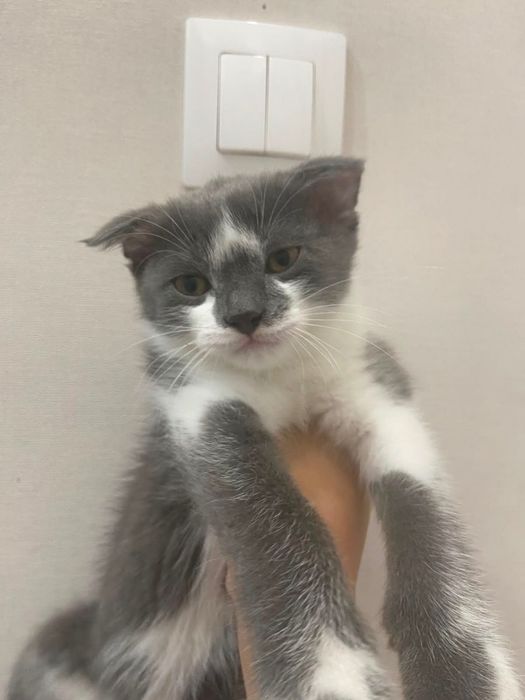 Отдам в хорошие руки котят