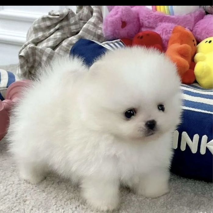 Померанский шпицы