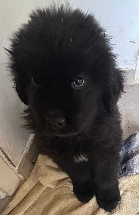 vand Terranova fetita