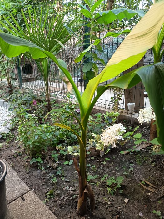 Bananieri de gradina