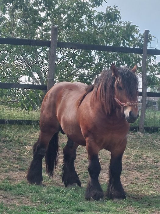 Armasar de monta.deosebit de frumos. Cu produsi pe masura lui!!