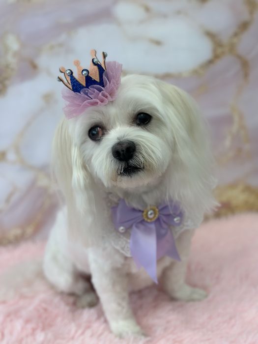 Salon frizerie canină Sector 6 - Grooming