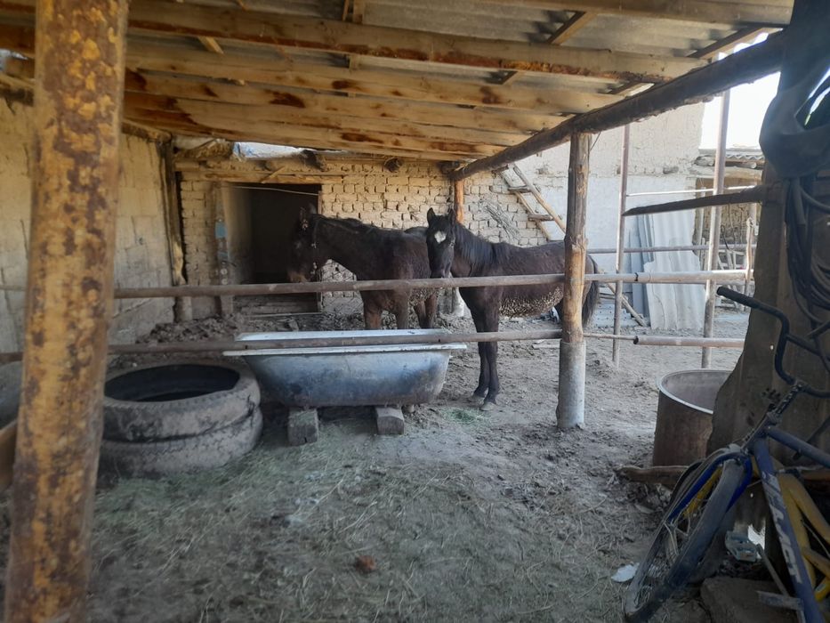 сатылады  1жасар