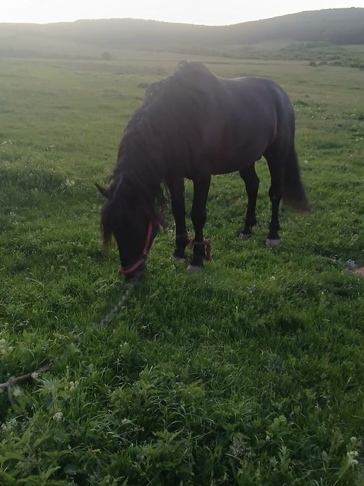 Vând cal , mai multe detalii la nr de telefon 0759795905