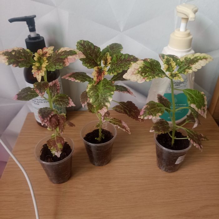 Продам укорененные колеусы