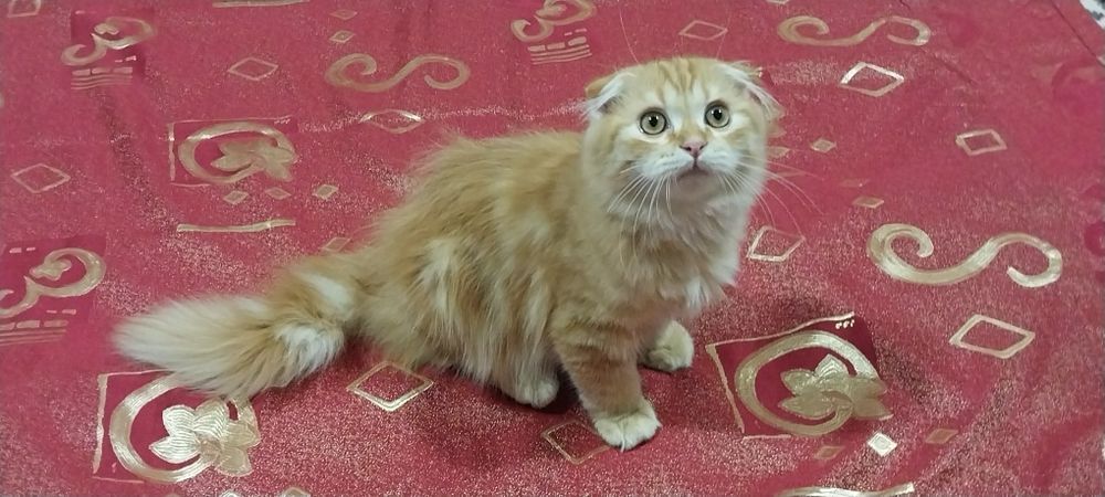 Скоттиш фолд хейланд