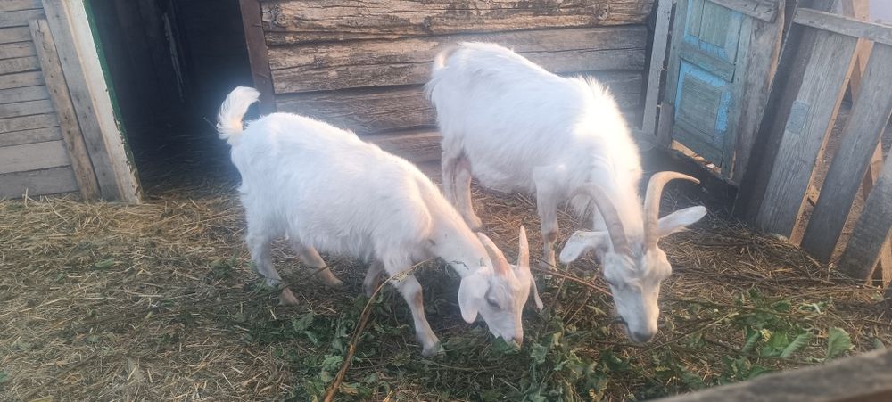 Продам козу двойную