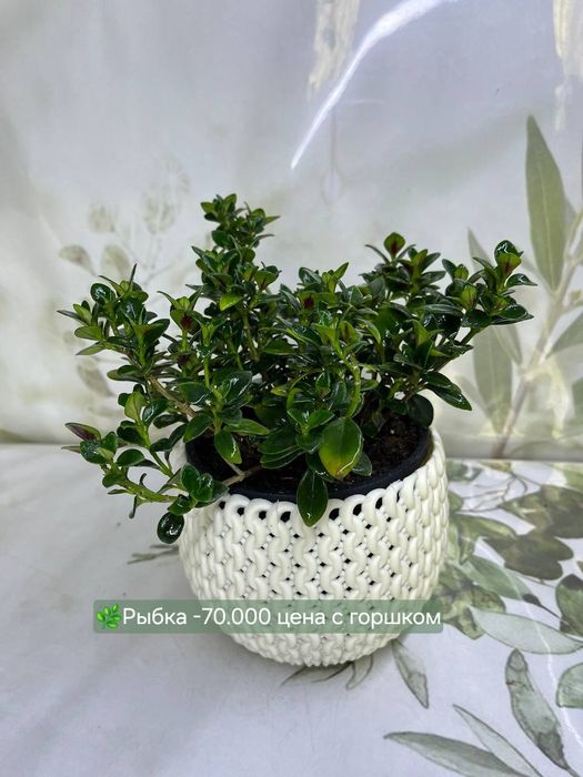 Эпипремнум, Рыбка, Пеперомия, Традесканция, Диффинбахия и др