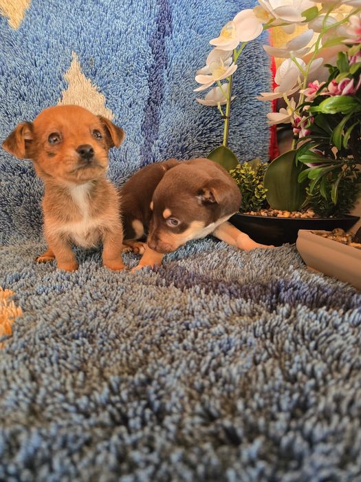 Мини чиху пинчери
